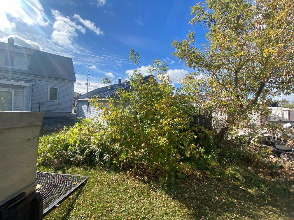 Overgrown Lawn Transformation Before